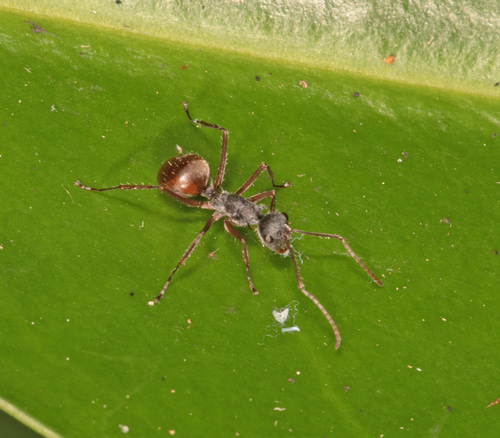 Polyrhachis bicolor — 6