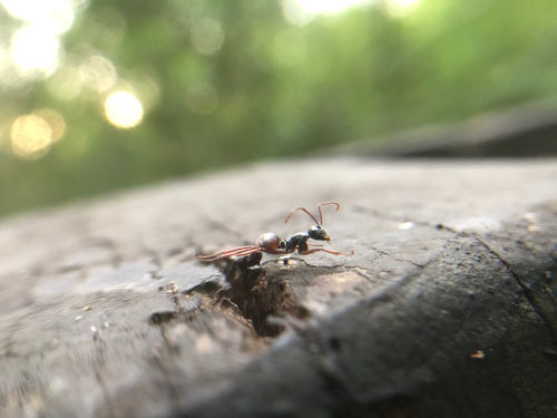 Polyrhachis bicolor — 7