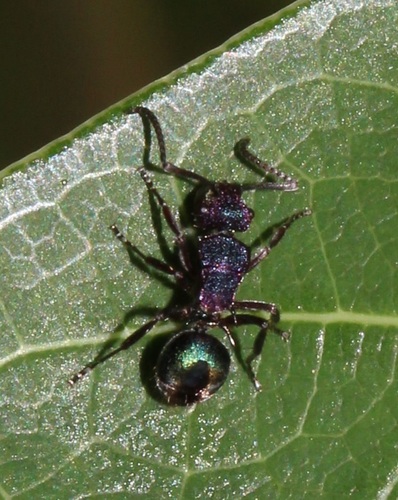 Polyrhachis hookeri — 9