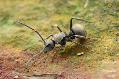 Polyrhachis illaudata — 1