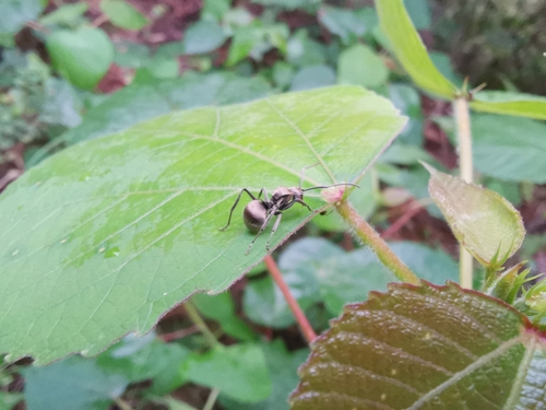 Polyrhachis illaudata — 5