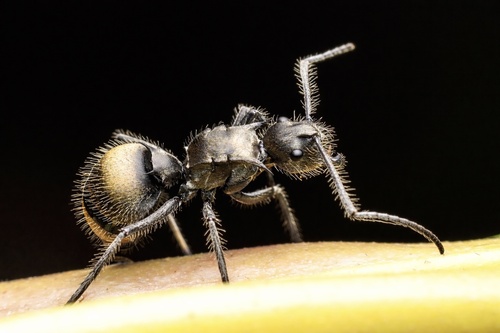 Polyrhachis illaudata — 8
