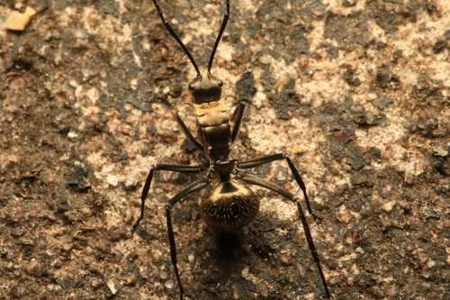 Fourmi épineuse dorée — 4