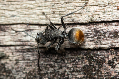 Polyrhachis vermiculosa — 2