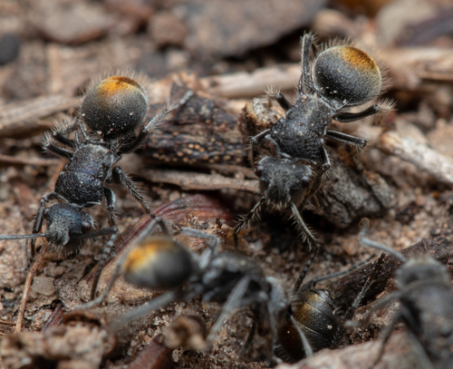 Polyrhachis vermiculosa — 6