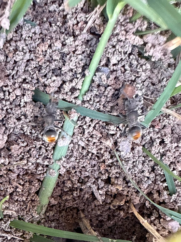 Polyrhachis vermiculosa — 7