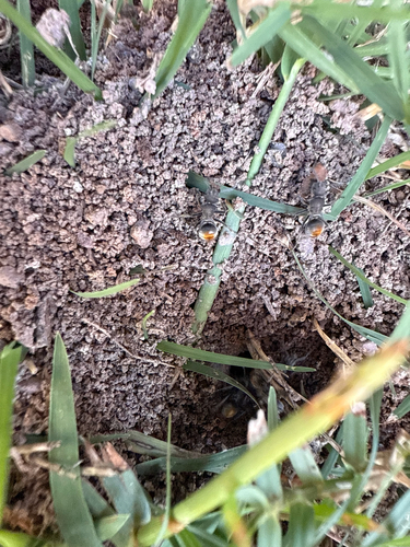 Polyrhachis vermiculosa — 8