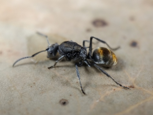 Polyrhachis vermiculosa — 10