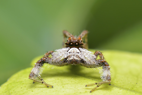 Portia jumping spider — 2
