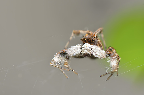 Portia jumping spider — 4