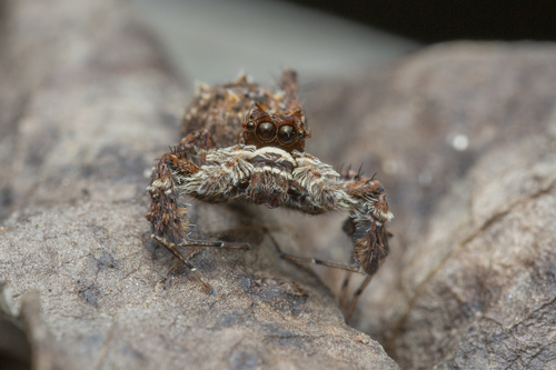 Portia jumping spider — 7