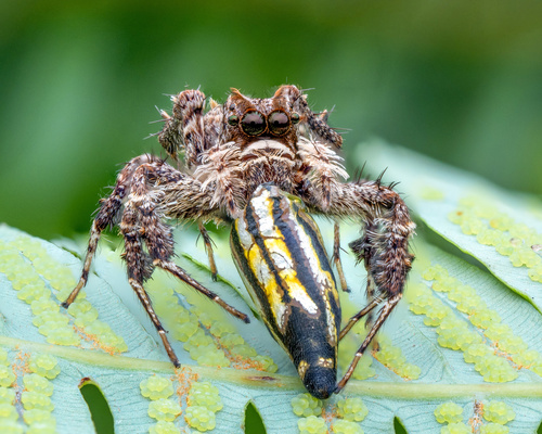 Portia jumping spider — 8
