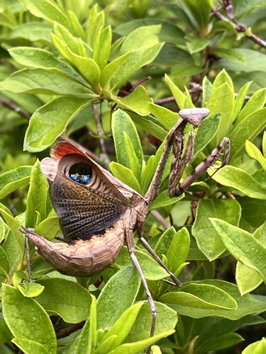 Asian Peacock Mantis — 3