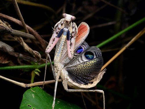 Asian Peacock Mantis — 5