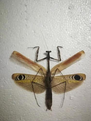 Asian Peacock Mantis — 7