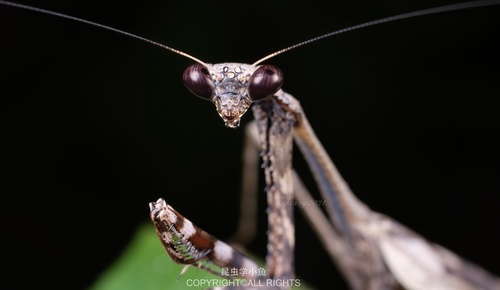 Asian Peacock Mantis — 8