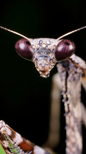 Asian Peacock Mantis — 9