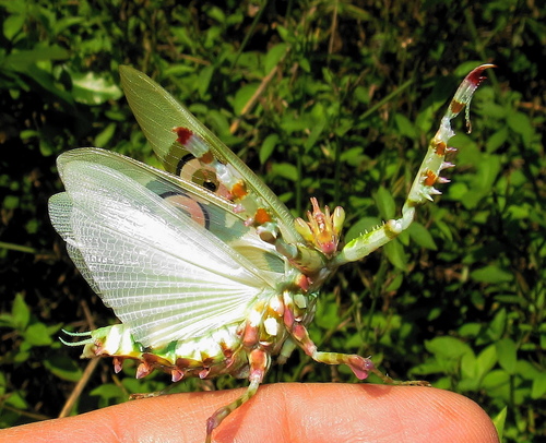 Spiny Flower Mantis — 3