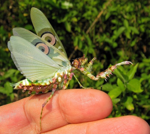 Spiny Flower Mantis — 4