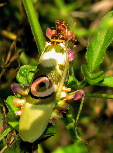 Spiny Flower Mantis — 6
