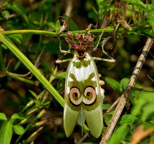 Spiny Flower Mantis — 7