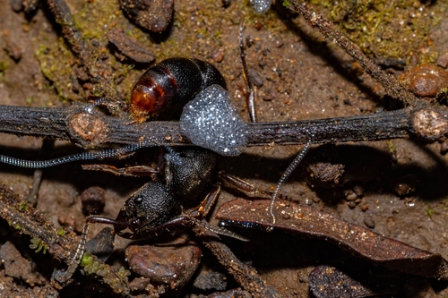 Pseudoneoponera rufipes — 1