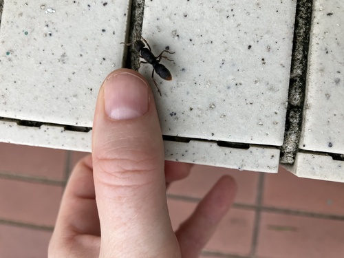 Pseudoneoponera rufipes — 5
