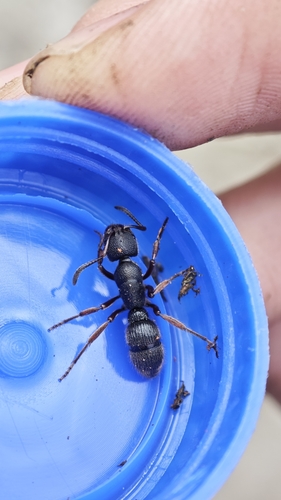 Pseudoneoponera rufipes — 9