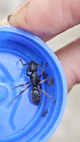 Pseudoneoponera rufipes — 10