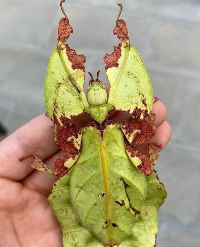 Giant Leaf Insect — 1
