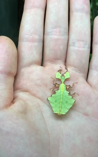 Giant Leaf Insect — 2
