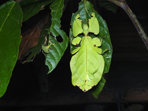 Giant Leaf Insect — 3