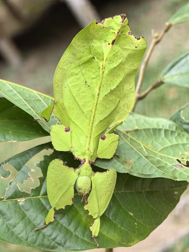 Giant Leaf Insect — 4