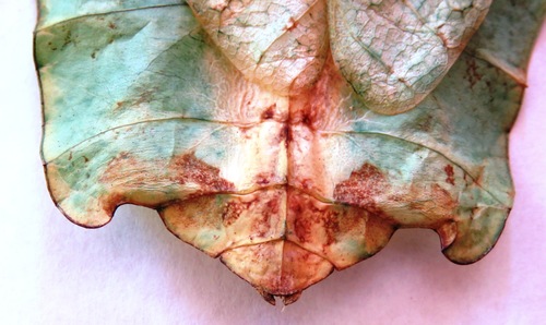 Giant Leaf Insect — 7