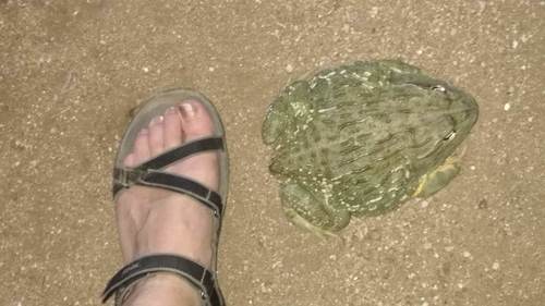 African Bullfrog — 5