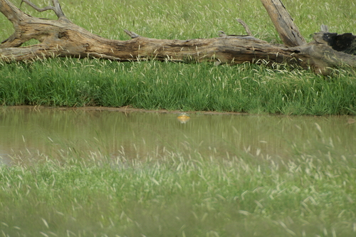 African Bullfrog — 7
