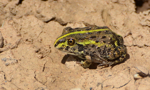 African Bullfrog — 8