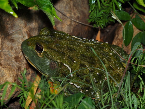 African Bullfrog — 10