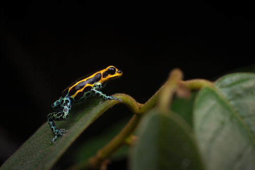 Mimic Poison Frog — 2