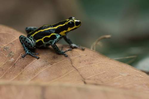 Mimic Poison Frog — 4