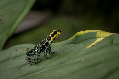 Mimic Poison Frog — 6