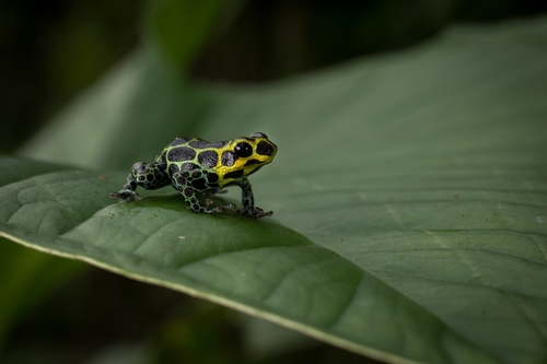 Mimic Poison Frog — 7