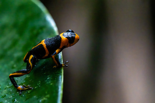 Mimic Poison Frog — 9