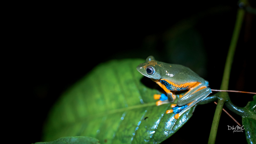 Reinwardt's Flying Frog — 2