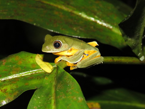 Reinwardt's Flying Frog — 7