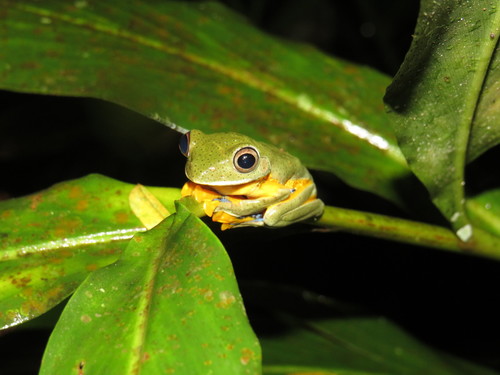 Reinwardt's Flying Frog — 8