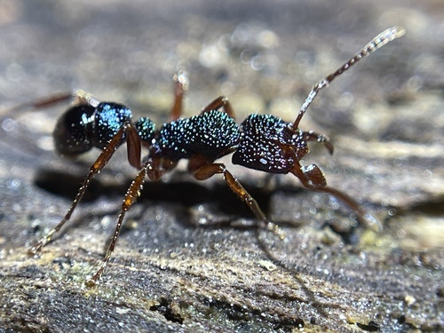 Rhytidoponera aspera — 2