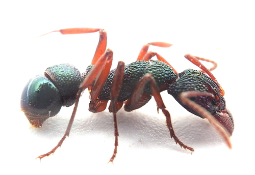 Rhytidoponera aspera — 8