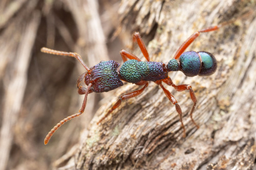 Rhytidoponera aspera — 9