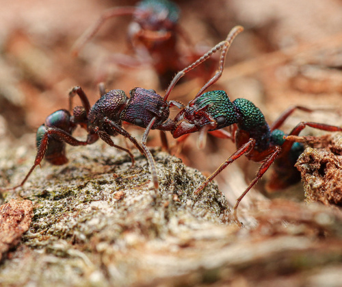 Green-head Ant — 8